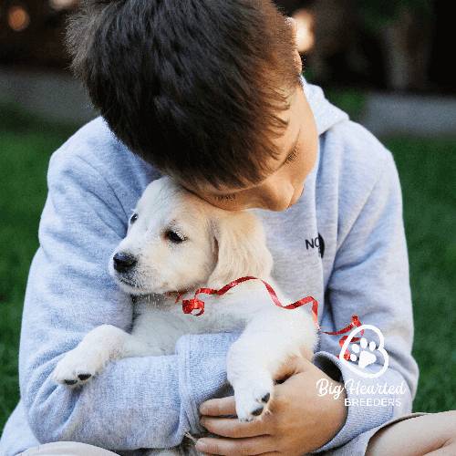 boy with Mini golden retrievers