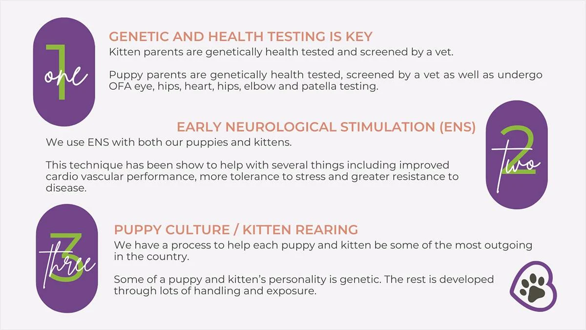 early-neurological-stimulation-ens-genetic-testing-ofas-pennhips-kitten-ens-20230502-1049