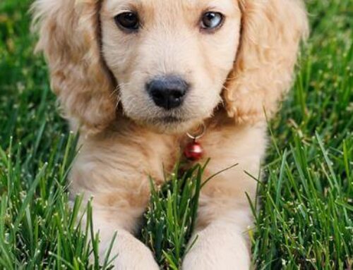 Essential Oils: A Holistic Approach to Pet Care