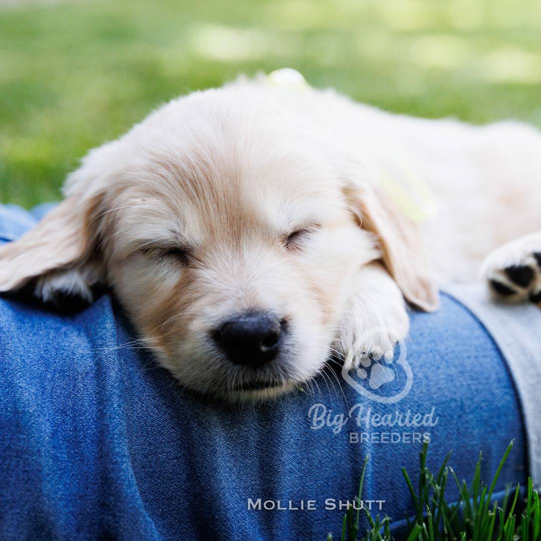 mini-golden-retrievers-miniature-golden-retrievers-mini-goldens-miniature-g-20220722-1150 Cream Miniature Golden Retriever Puppy sleeping on legs