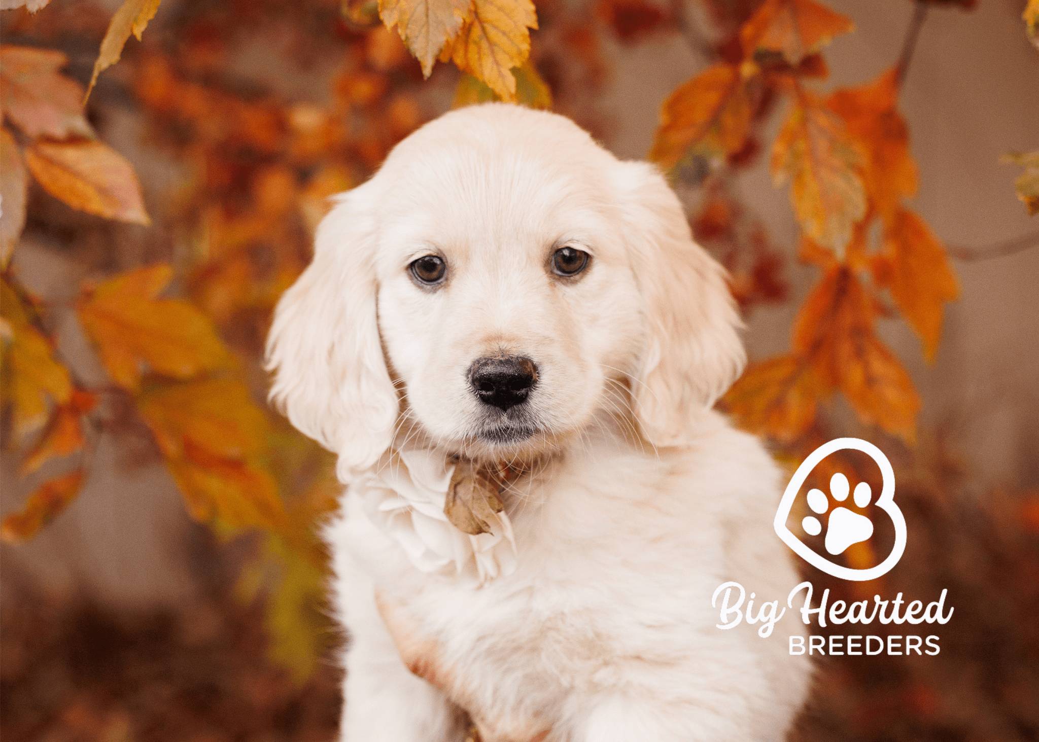 mini-goldens-15-20230525-0110 Mini Golden Retriever Cream colored
