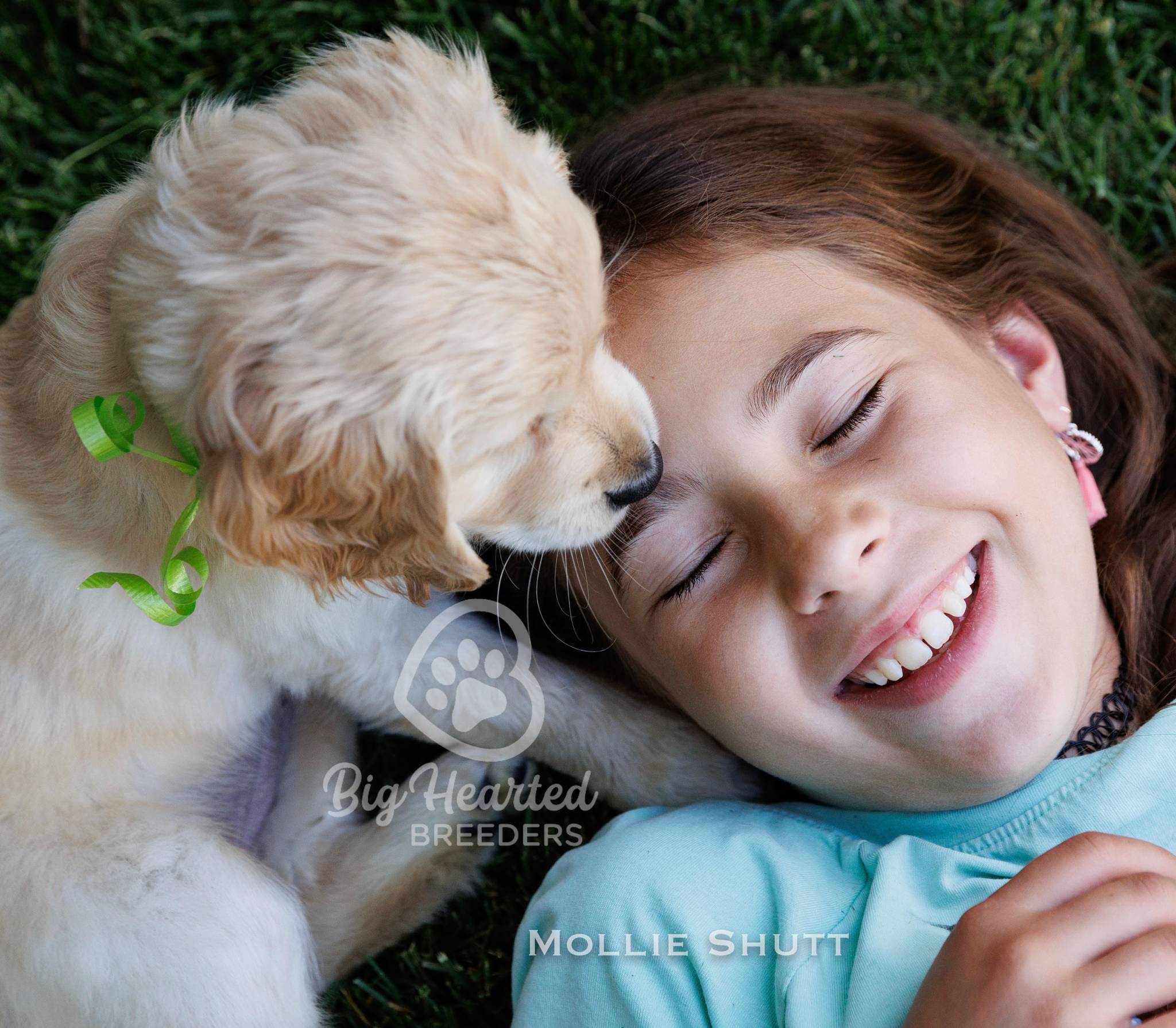 mini-goldens-miniature-golden-retrievers-mini-golden-retrievers-miniature-g-20220722-1144