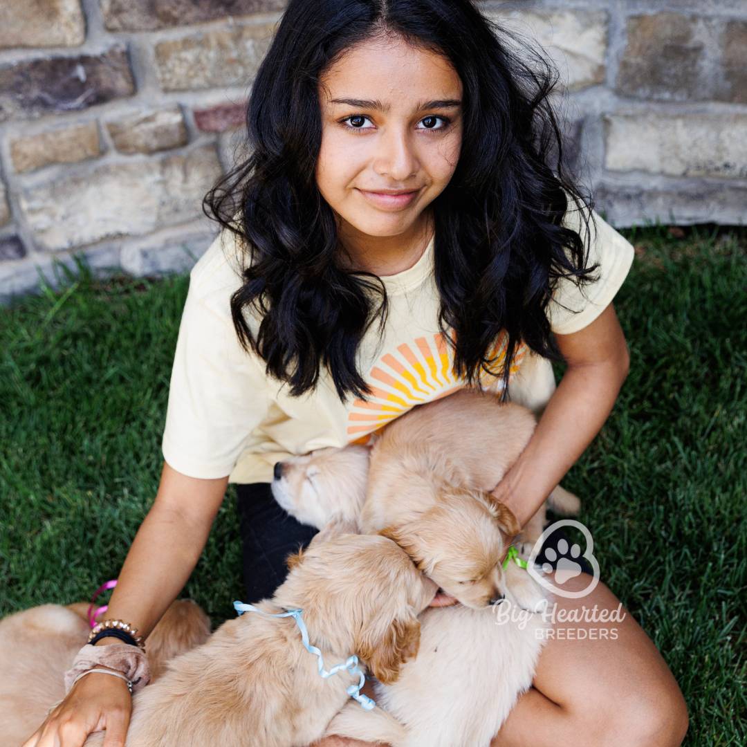 miniature-golden-retrievers-mini-golden-retrievers-mini-goldens-miniature-g-20220722-1139 girl holding multiple mini Golden Retrievers