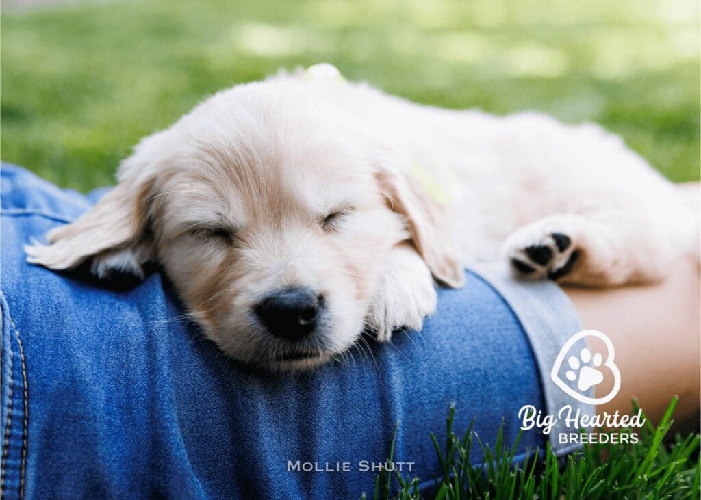puppies-07-20230525-0103