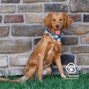 Mini Golden Retriever standing in front of a brick wall