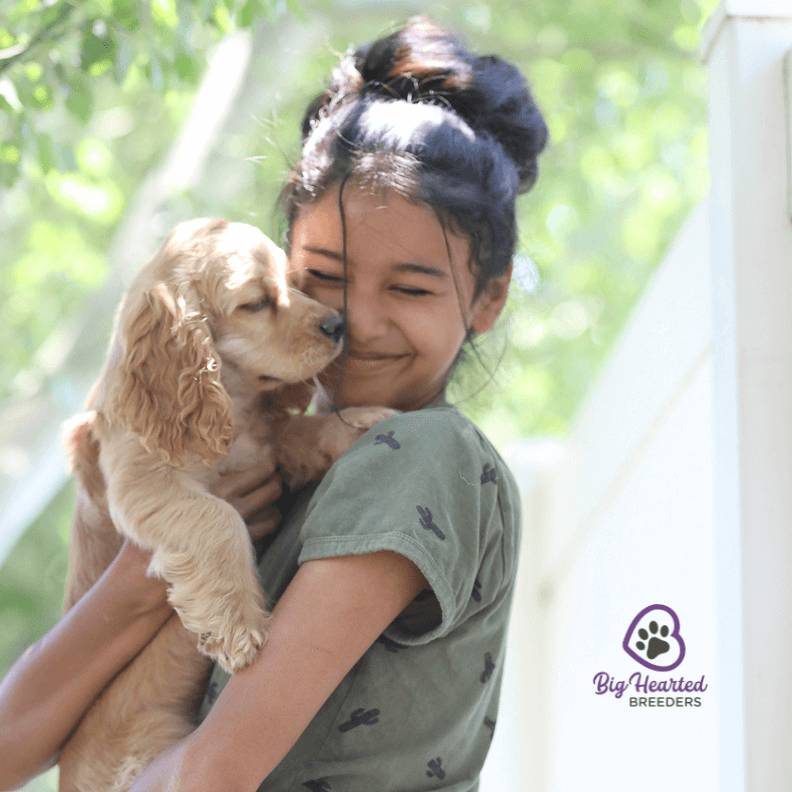 Miniature Golden Retriever in arms of girl
