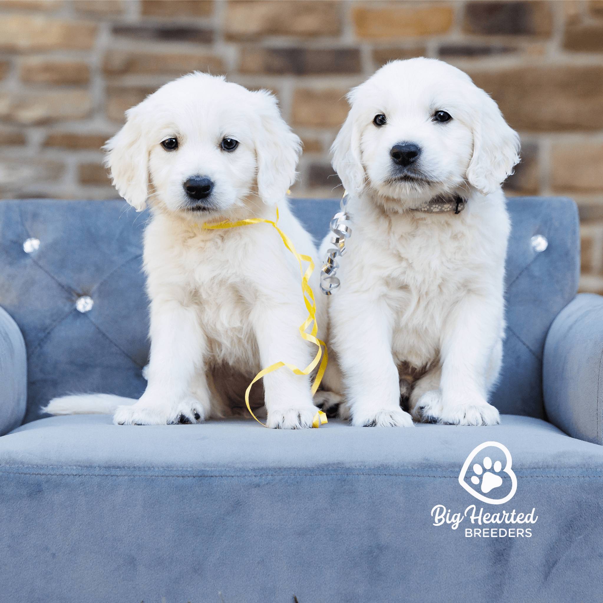 two cream mini golden retrievers sitting on couch