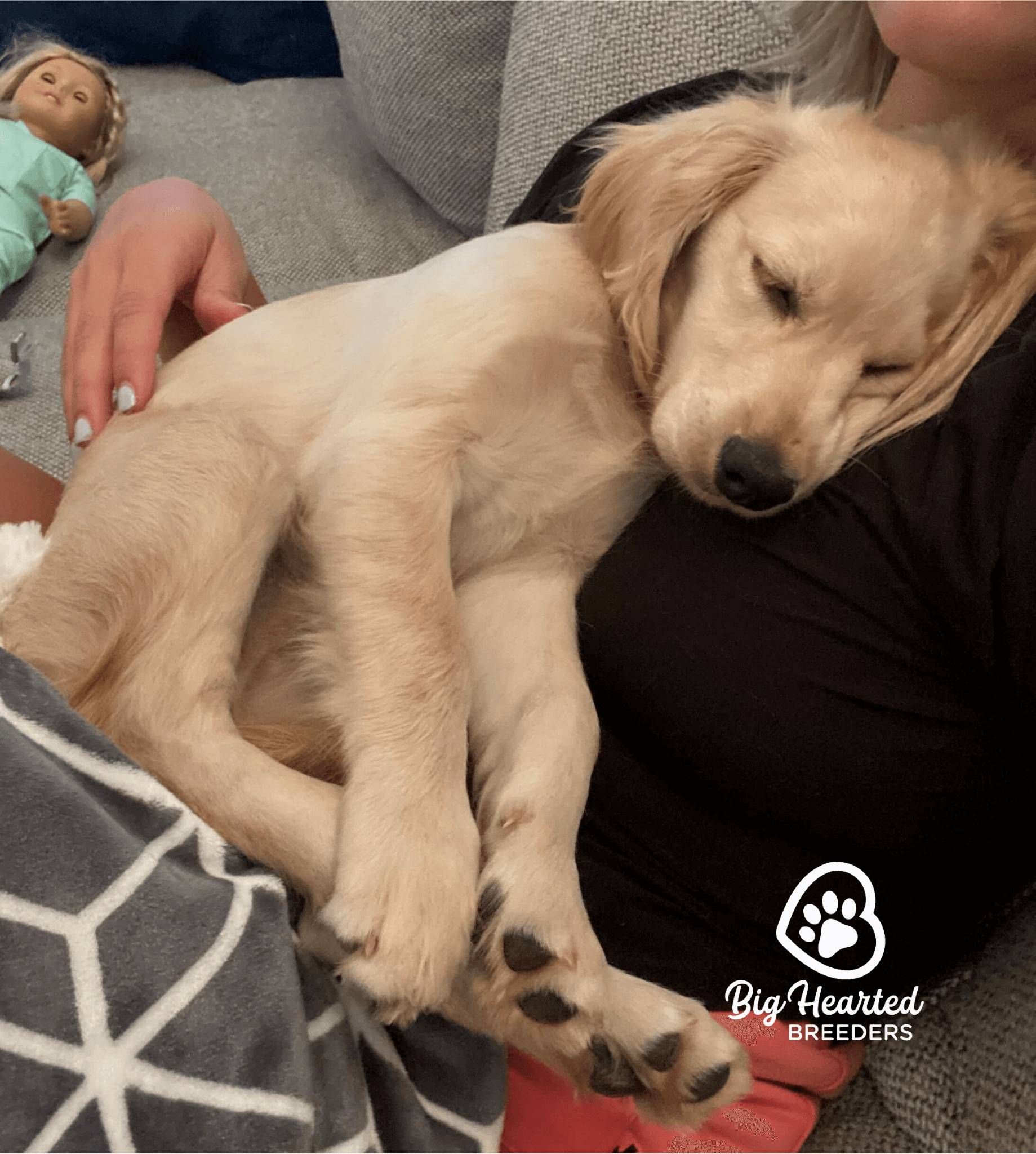 untitled-design-15-20230602-0818 Blond miniature Golden Retriever Puppy sleeping in person's arms
