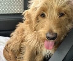 alexa-and-baxter-s-furnished-1-20240227-0153