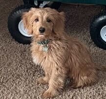 alexa-and-baxter-s-furnished-4-20240227-0153