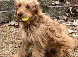 alexa-and-baxter-s-furnished-8-20240228-1008