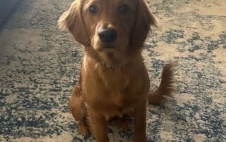 alexa-and-baxter-s-puppy-1-20240227-0153