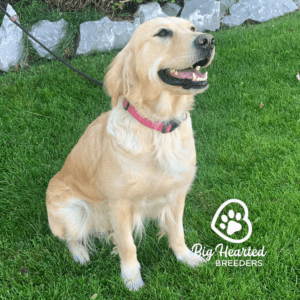 Mini Golden Retriever vs. Standard Golden Retriever