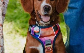 bear-and-johnson-s-puppy-20240227-0224