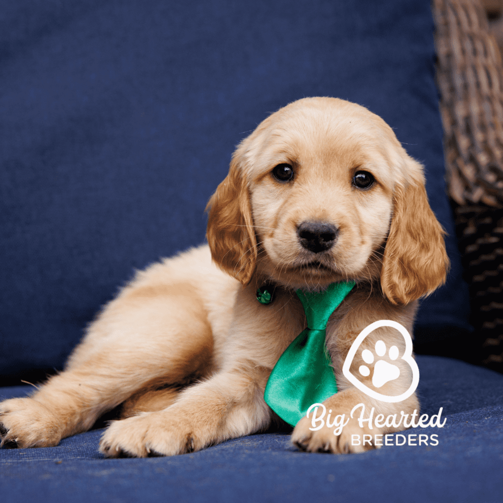 bozer-mini-golden-retriever-20231220-0804