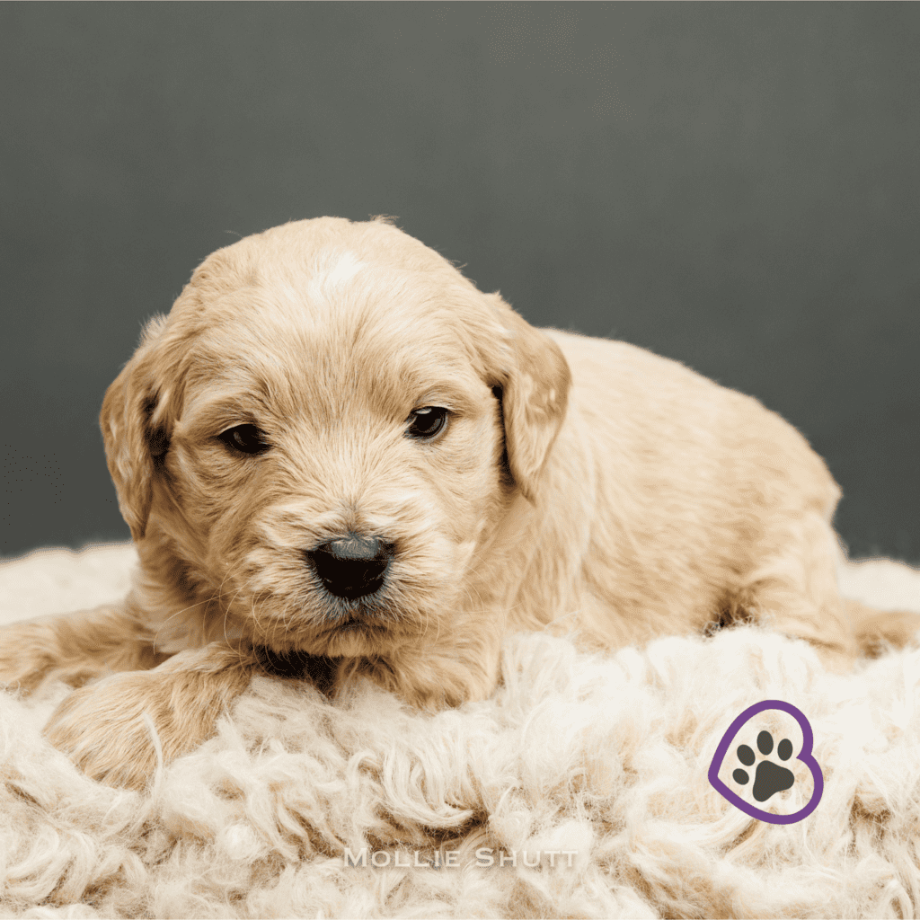 dasher-20240226-0955