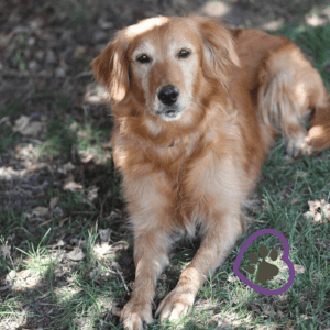 Mini Golden Retriever vs. Standard Golden Retriever