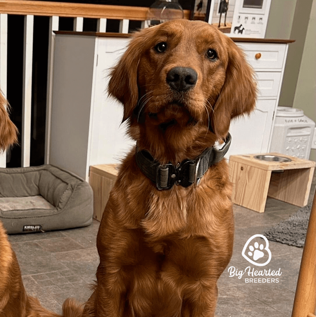 gracie-20230525-0123-20241008-1029 Red Golden Retriever