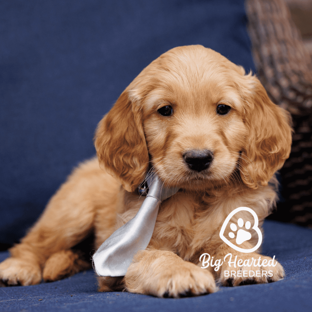 jack-mini-golden-retriever-20231220-0803