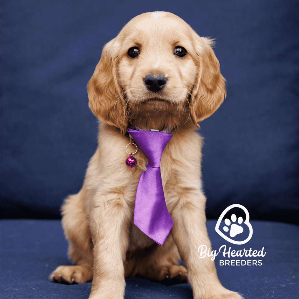 james-mini-golden-retriever-20231220-0801