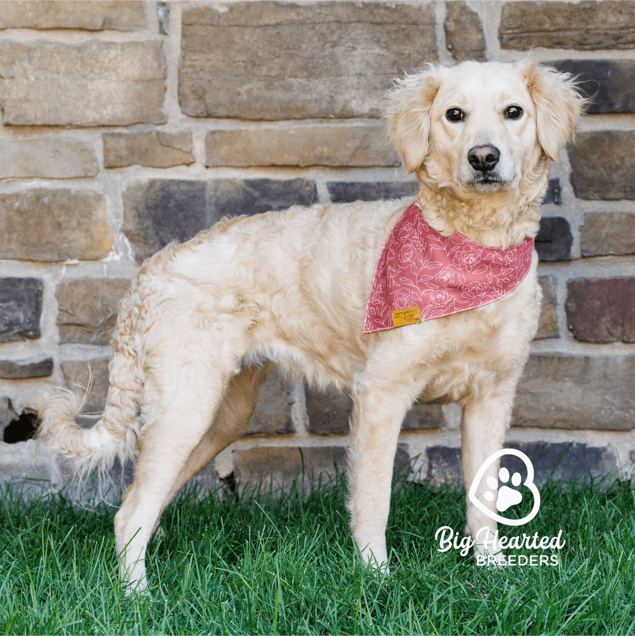 Luna - Mini Golden Retriever