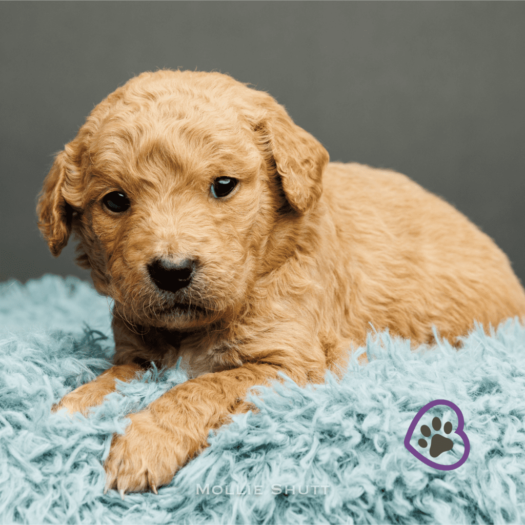 prancer-20240226-0954