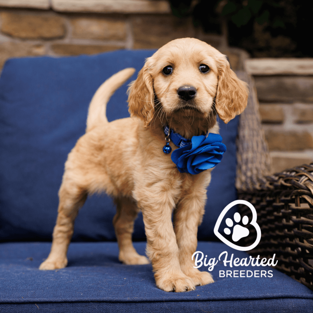 rilery-mini-golden-retriever-20231220-0802