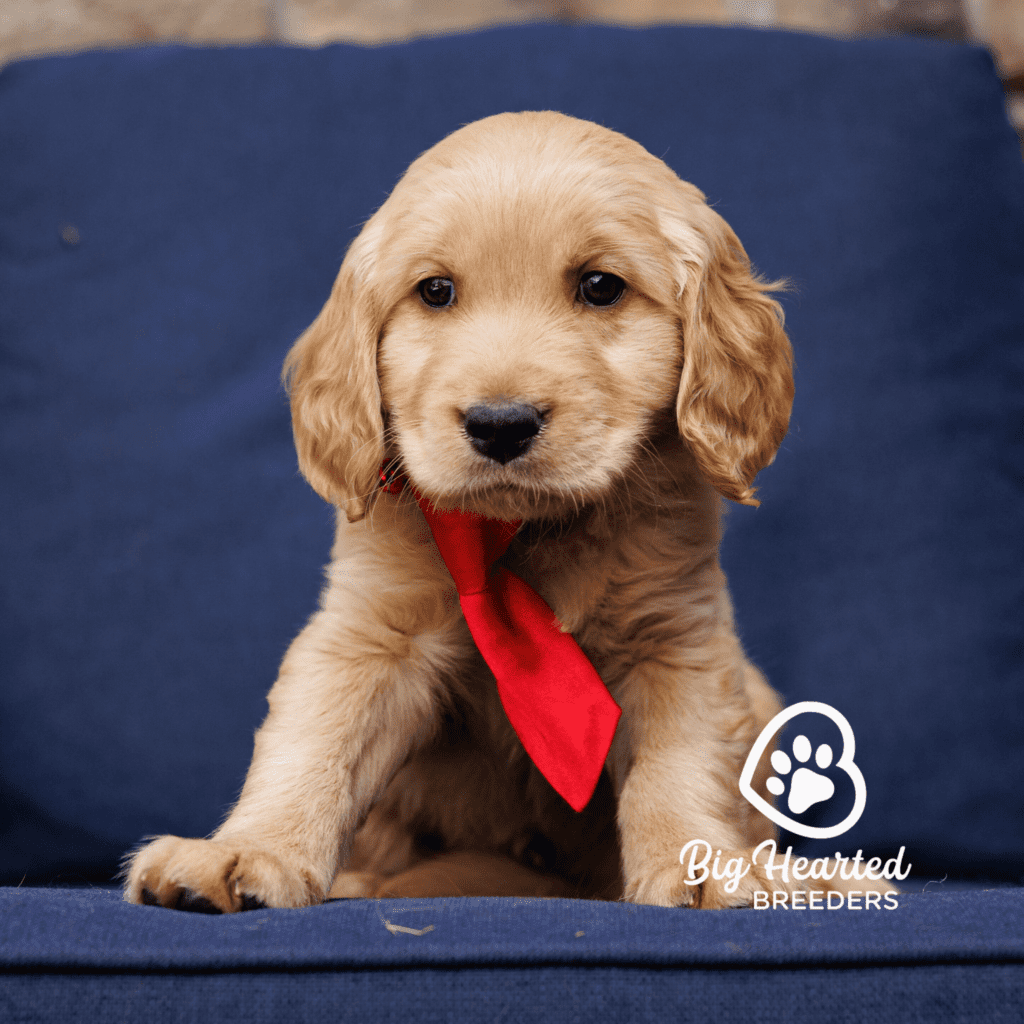 russ-mini-golden-retriever-20231220-0802