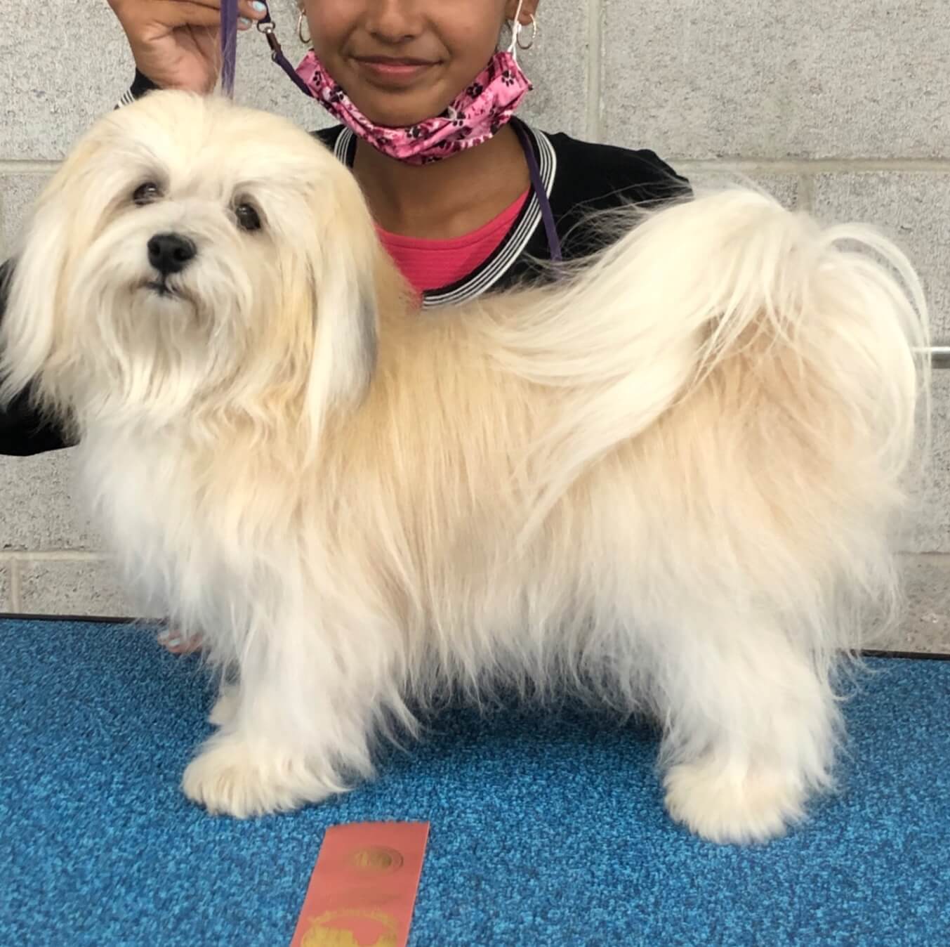 Belle Belle, Havanese