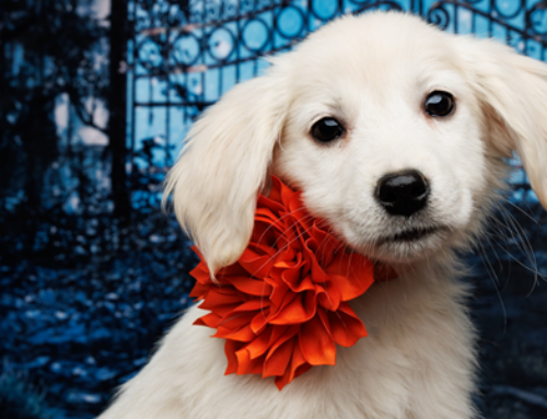 Puppy Scams: How to Protect Yourself