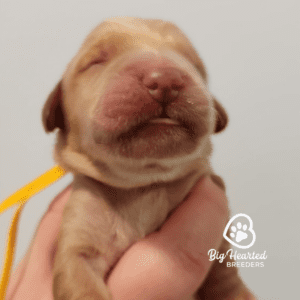 small golden retriever puppy