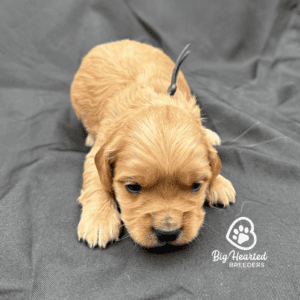 miniature Golden Retriever puppy