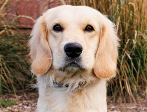 Mini Golden Retriever Coat Types