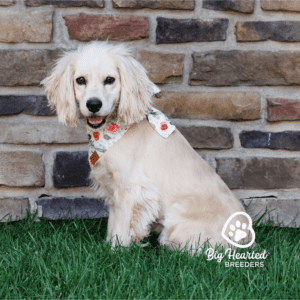 White mini Golden Retriever