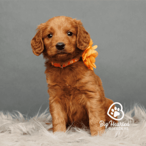 mini Golden Retriever puppy in the lifespan of the mini Golden Retriever