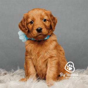 mini Golden Retriever puppy with a blue flower around his neck