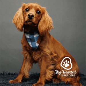 Brown mini Golden Retriever