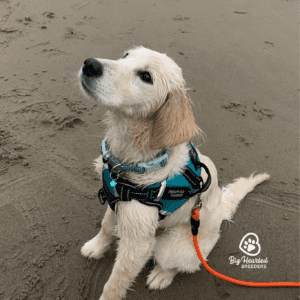 tiny Golden Retrievers at the beach