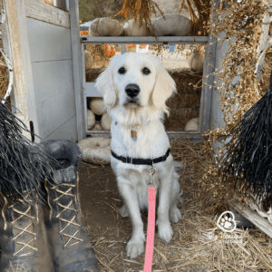 One of the tiny Golden Retrievers at Big Hearted Breeders