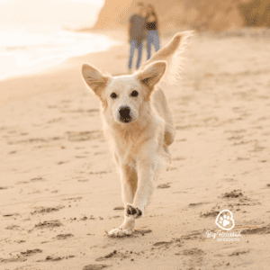 tiny Golden Retrievers running at the beach