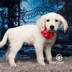 mini Golden Retriever puppy