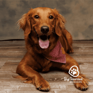 Mini Golden Retriever dog with a red bandana