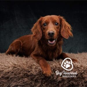 Dark brown mini Golden Retriever
