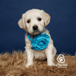 mini Golden Retriever puppy