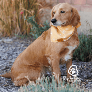 mini Golden Retriever with an orange bandana with white dots