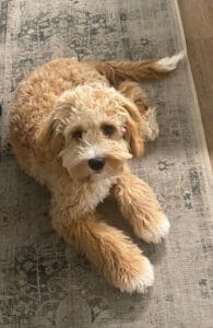 Adult dog with a curly mini Golden Retriever coat types