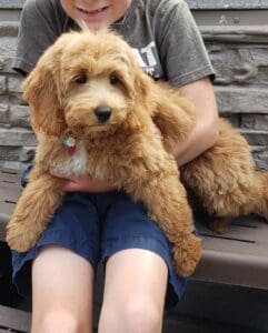Curly mini Golden Retriever