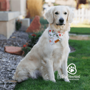 White adult mini Golden Retriever
