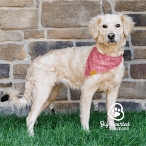 mini Golden Retriever with a pink bandana