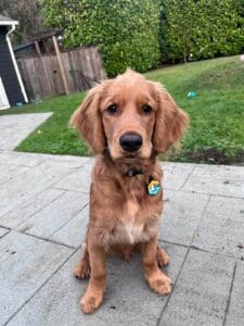 mini Golden Retriever